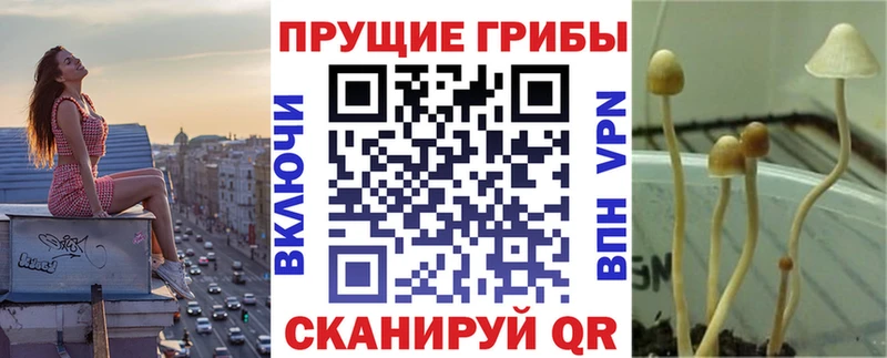 закладка  Луховицы  Галлюциногенные грибы мицелий 
